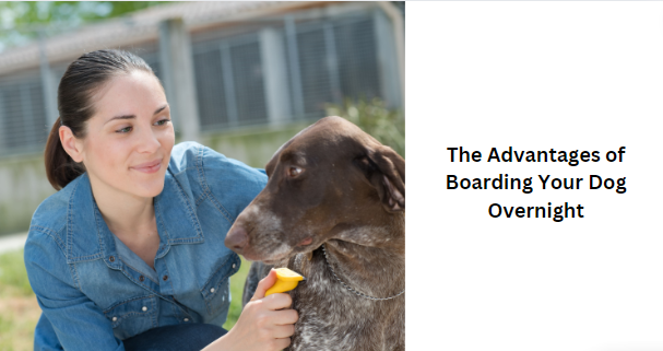 The Advantages of Boarding Your Dog Overnight